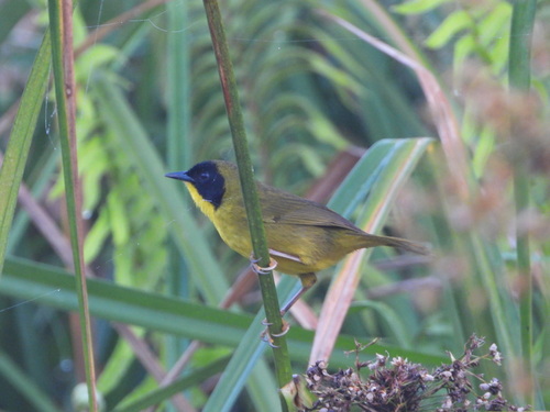 Olive-crowned Yellowthroat (Geothlypis semiflava), photo 10