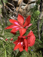 Gladiolus sempervirens