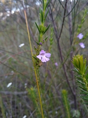 Hemigenia purpurea