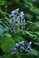 Aconitum neosachalinense