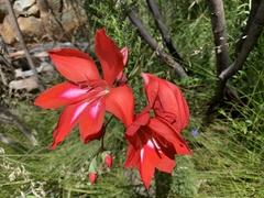 Gladiolus sempervirens