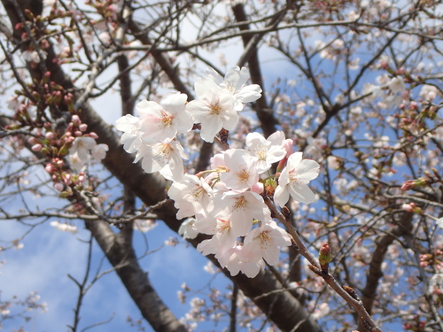 Prunus × yedoensis, photograph 2