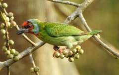 Psilopogon malabaricus