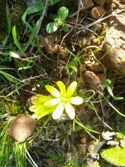 Gagea chlorantha