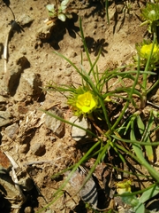 Ceratocephala falcata