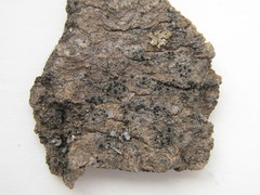 Bacidia igniarii