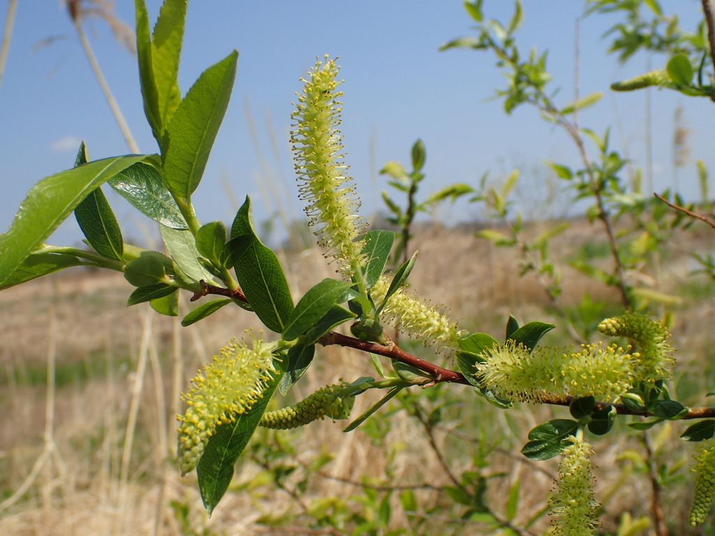 タチヤナギの花