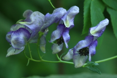 Aconitum neosachalinense