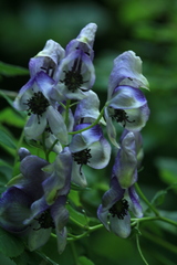 Aconitum neosachalinense