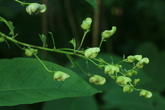 Aconitum neosachalinense