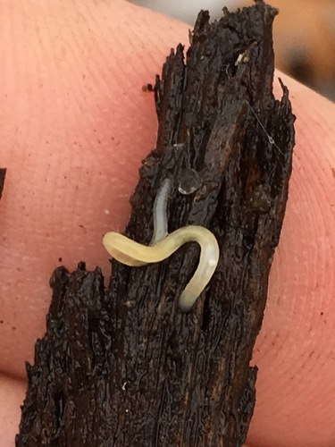 Enchytraeidae