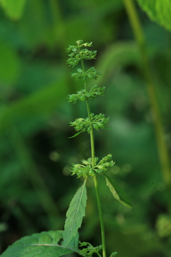 Clinopodium micranthum iNat (3)
