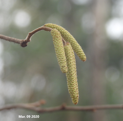 Corylus heterophylla