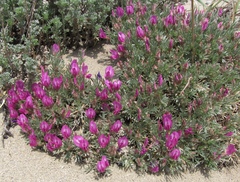 Oxytropis borissoviae