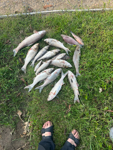 Silver Carp