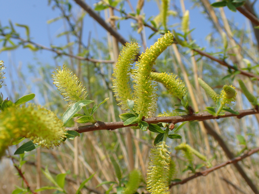 タチヤナギの花