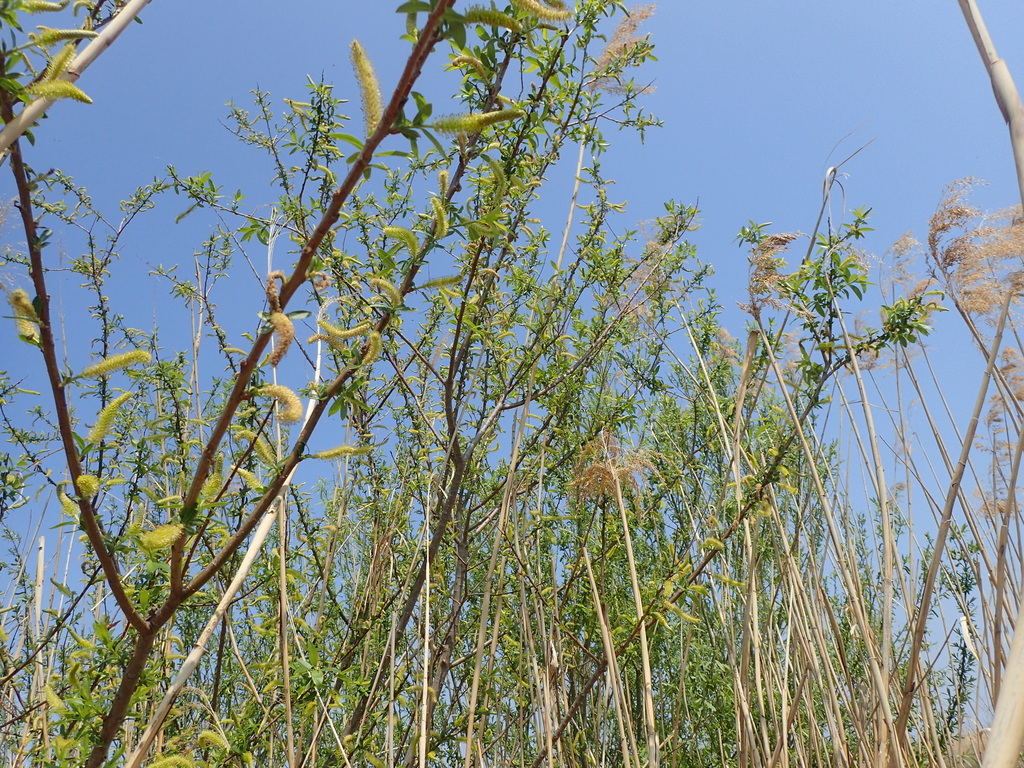 花が咲いたタチヤナギ
