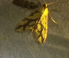 Aiyura linoptera