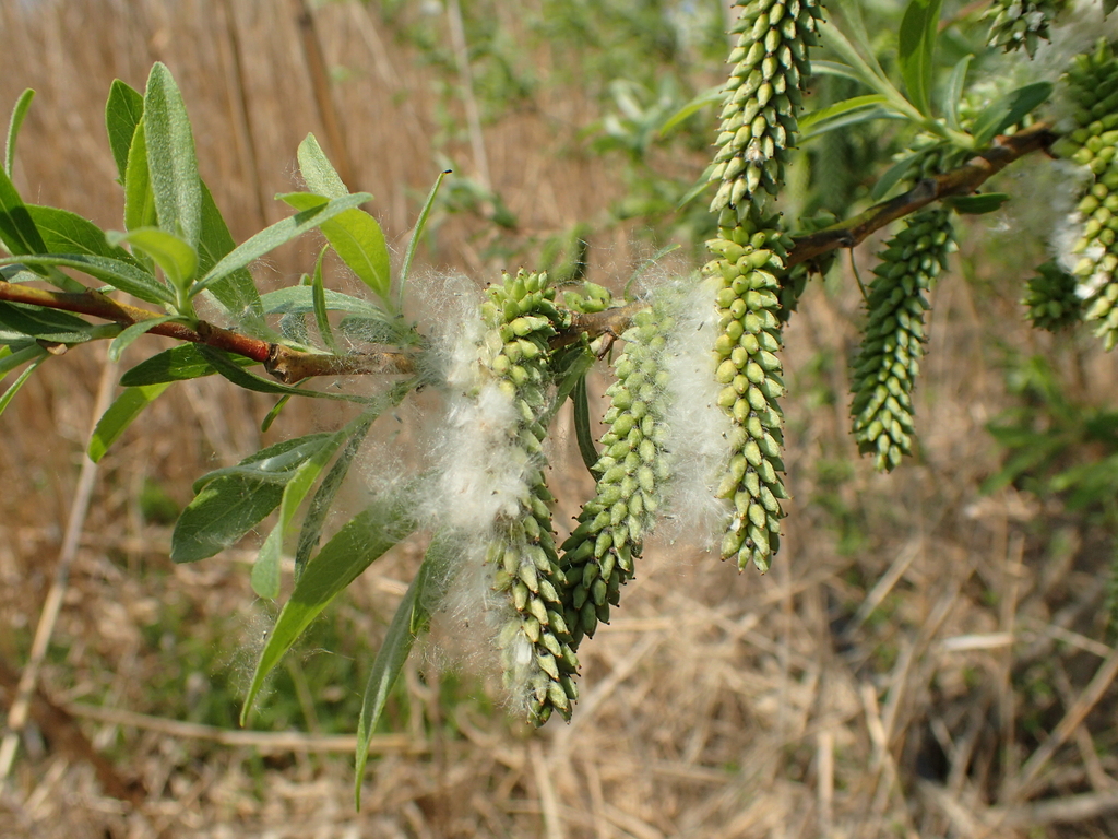 カワヤナギの綿毛
