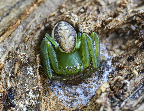 Rudasis lapavoris nuotrauka