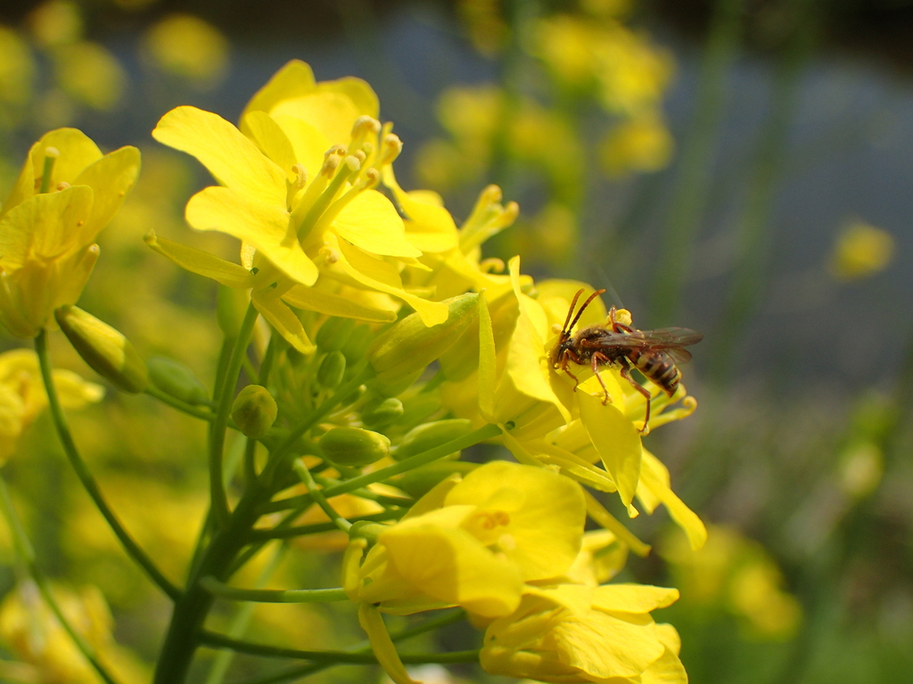 アブラナを訪花するNomada属