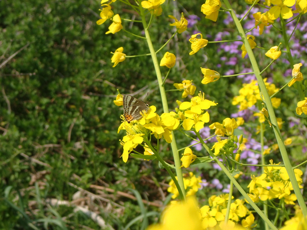 アブラナを訪花するトラフシジミ