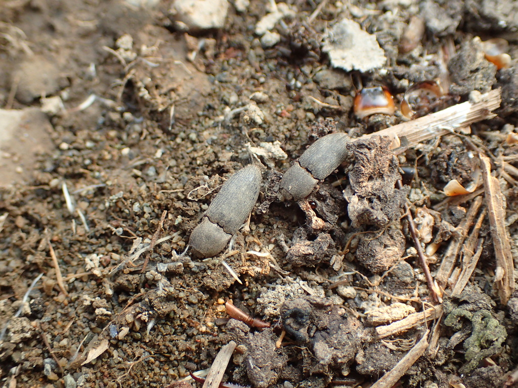 石下から出てきたヒメサビキコリ