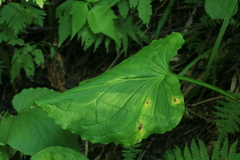 Symplocarpus renifolius