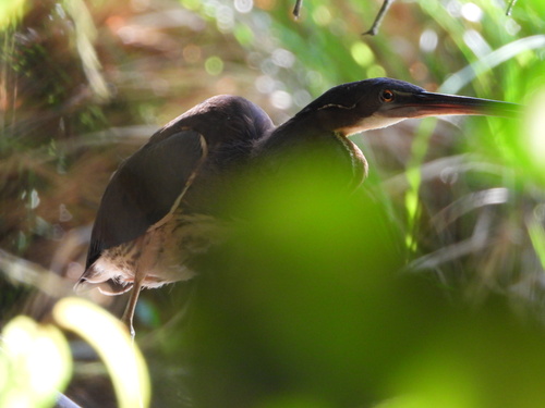 Agami Heron (Agamia agami), photo 4