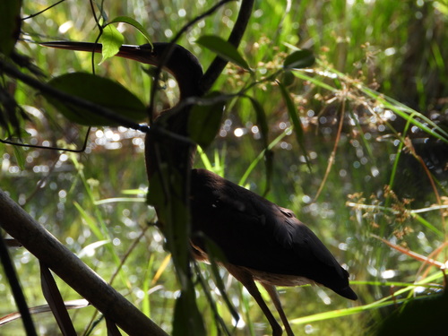 Agami Heron (Agamia agami), photo 5