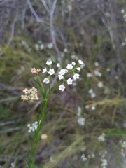 Platysace linearifolia