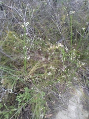 Platysace linearifolia