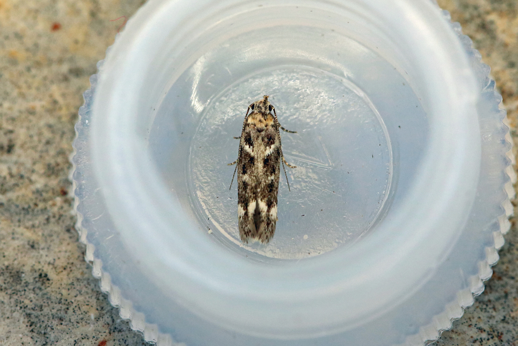 Caryocolum leucomelanella
