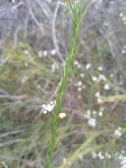 Platysace linearifolia