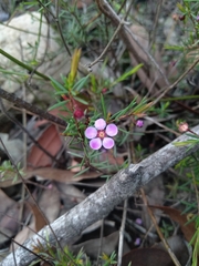 Euryomyrtus ramosissima ramosissima