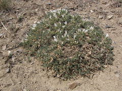 Astragalus brevifolius