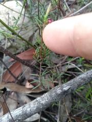 Euryomyrtus ramosissima ramosissima