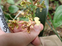 Oncidium bracteatum, photograph author not stated, no rights reserved