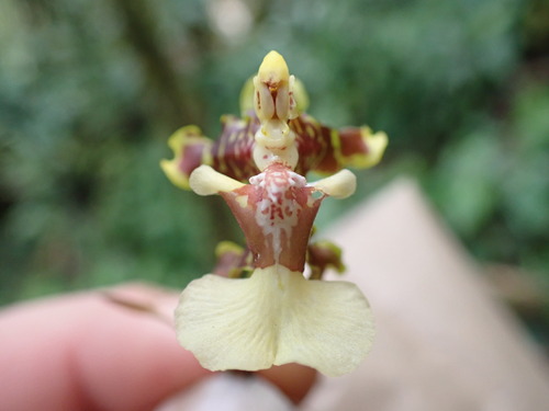 Oncidium bracteatum, photograph 1
