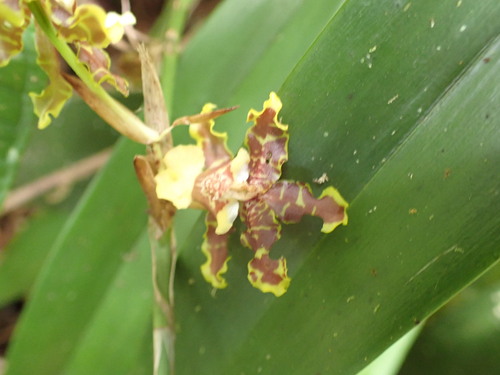 Oncidium bracteatum