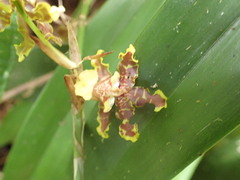Oncidium bracteatum