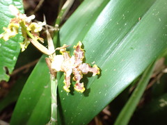 Oncidium bracteatum, photograph author not stated, no rights reserved