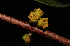 Salacia reticulata (Salacia oblonga)