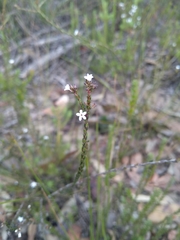 Leucopogon microphyllus