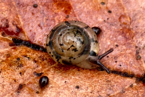 Kaliella depressa, 2026-03-30