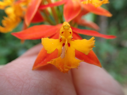Fire-star orchid (Epidendrum radicans)