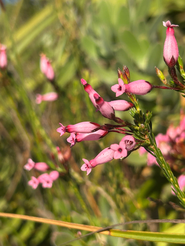 Irbyan Heath (Erica irbyana)