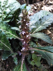 Ajuga taiwanensis