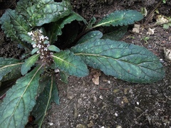Ajuga taiwanensis