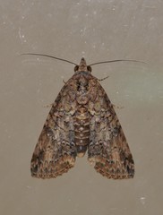 Lophoptera hemithyris